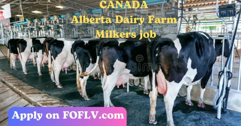 Alberta Dairy Farm Milkers: High Demand, Great Pay (2024)