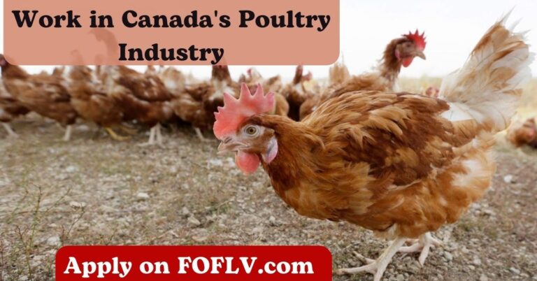 Work in Canada's Poultry Industry: Maple Lodge Farms Brampton